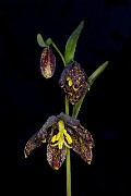 Fritillaria affinis - Chocolate Lily 16-8554